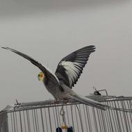 عروس هلندی گم شده توروخدا اگه دیدینش بگید