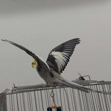 عروس هلندی گم شده توروخدا اگه دیدینش بگید