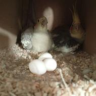 عروس هلندی بالغ.