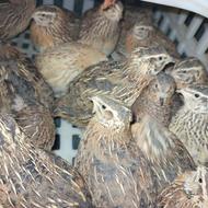 فروشبلدرچین