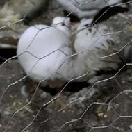 کبوتر تزینی دم چتری