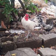 مرغ و خروس چینی