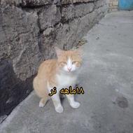 واگذاری تعدادی گربه به صورت رایگان