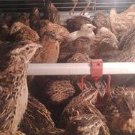 فروش بلدرچین گوشتی و تخم گذار