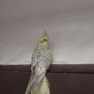 عروس هلندی.