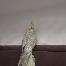 عروس هلندی.