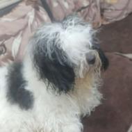  واگذاری اشپیتز نر 11ماهه