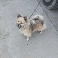 واگذاری سگ خوشگل....