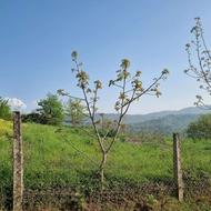 فروش 510 متر زمین مسکونی فوری