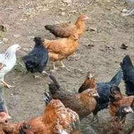 خروس مرغ غاز