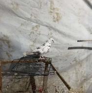 کبوتر پرشی بشرط