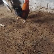 خروس جنگی ومحلی