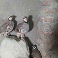 کبک نر و ماده کوهی