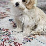 واگذاری سگ شیتزو 1