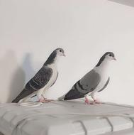 ساده _ چادری