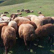 60راس کوسفند همه اش یجا بفروش میرسد