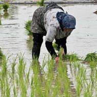 فروش مستقیم برنج شمال به کرمان