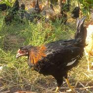 خروس سیاه وسرخ