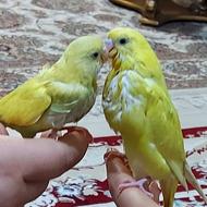 مرغ عشق کاملا دستی