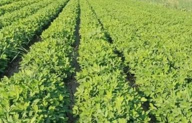 1/5 یا 2 هکتار زمین کشاورزی برای بادام میخوام