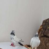 کبوتر چهار تا با قی مانده