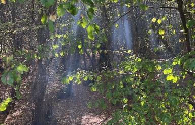 فروش دامداری و سوئیت 500 متری در  زرین آباد سفلی