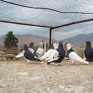 کبوتر . کفتر