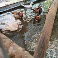 ماندارین و کارولین