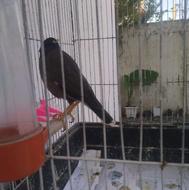 مینا فروش فوری فقط اسم خودشومیگه بااواز میخونه