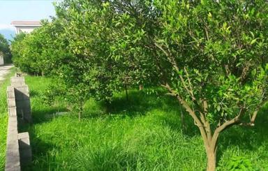 فروش زمین مسکونی 257 متر در خیابان شهدا