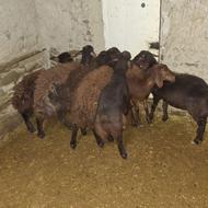 بره نر افشار