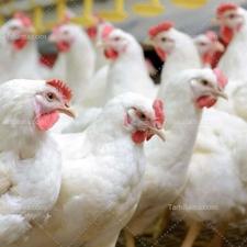 فروش صنعتی 8000 متر در جاده کیاکلا