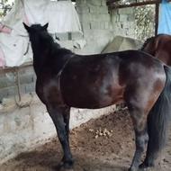 اسب باری وسواری خوش رنگ