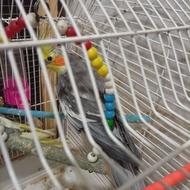 عروس هلندی نر هست