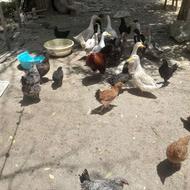 تعدادی اردک محلی تخم گذار