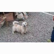 واگذاری سگ پشمالو پاکوتاه خانگی ماده تربیت شده