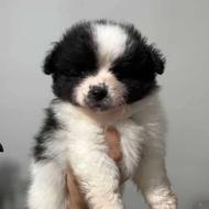 توله سگ پامر واگذاری