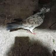 کبوتر پرشی کفتر مایه یه نر عطیقه کد 02