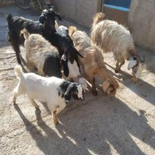 بز بزغاله دار چهارتا بزغاله همه نر