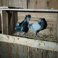 کبوتر مسافتی