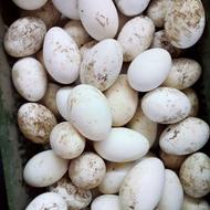 تخم غاز اردک باقلبون نطفه دار موجوده باقیمت عالی