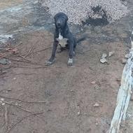 توله سرابی ماده