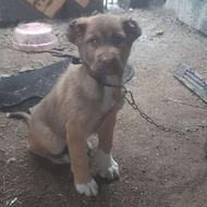 توله نرسرابی واگذاری