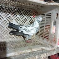 کبوتر نر کفتر ضمانتی ب شرط کد 05