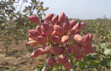 فروش فوری مزرعه پسته نوع پسته اکبری