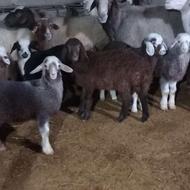 گوسفند ابستن.بره مار