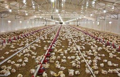 فروش مرغ داری (مادر) 20 هزارتایی در شرق مازندران