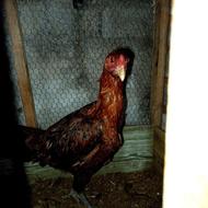 فروش یا معاوضه مرغ لاری