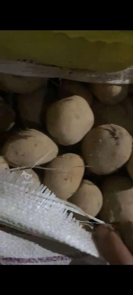 سیب زمینی فندقی