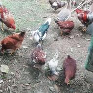 مرغ تخمگذار +خروس